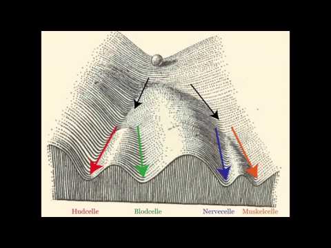 Epigenetikk (Paul E. Grini, BIO-konferansen 2015)