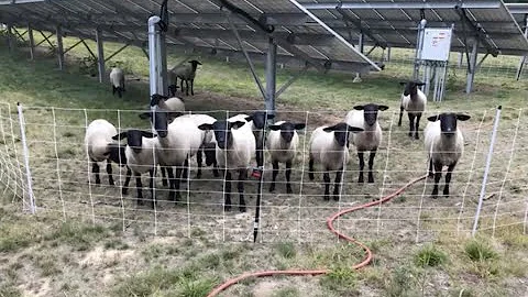 What is Agrivoltaics? Solar panels + Sheep!