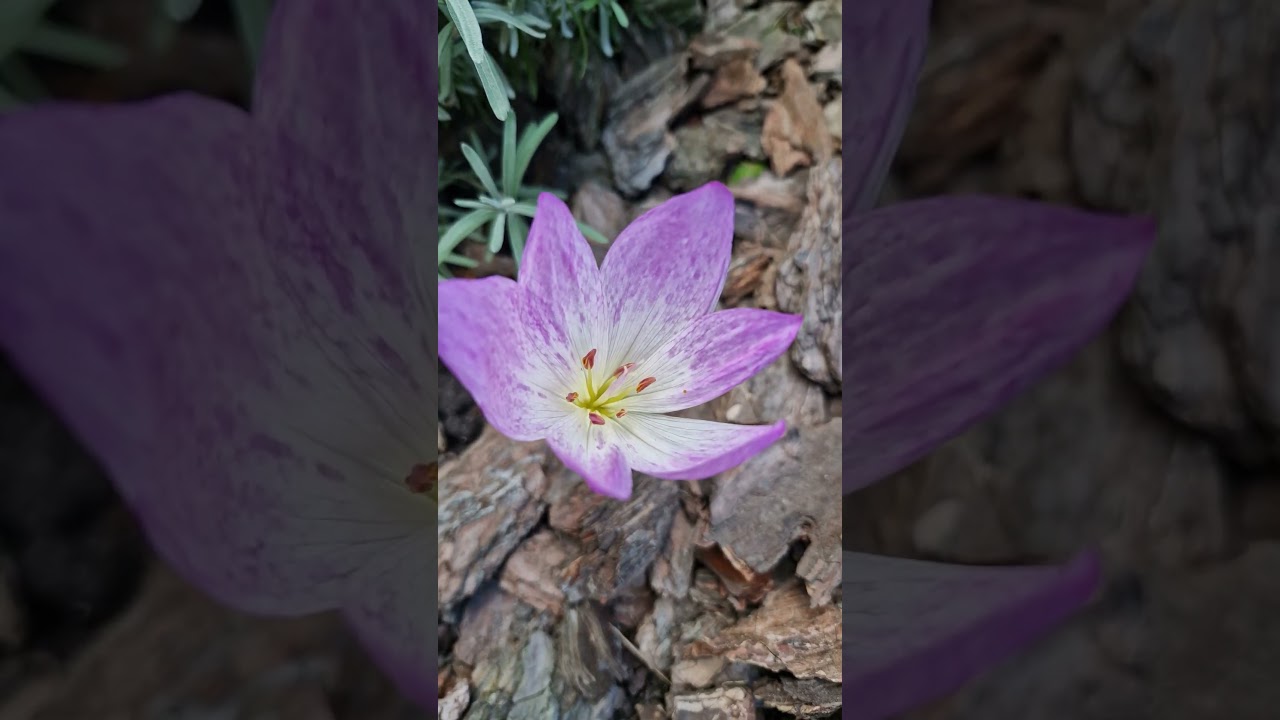 квітне Пізньоцвіт осінній Пізньоцві́т осі́нній (Colchicum autumnale L.)