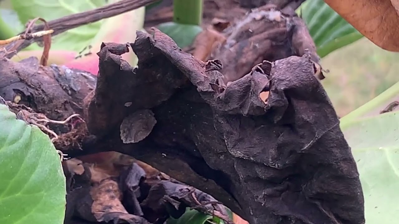 Чигирский чай из бадана.