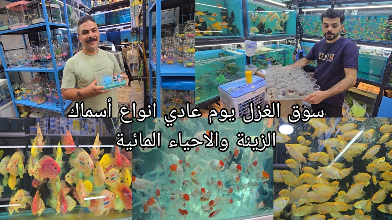 سوق الغزل جولة في عالم أسماك الزينة انواع كثيرة ونادرة من الأحياء المائية 2025/9/4