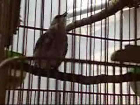 Trukcuk ropel para pejuang RRK