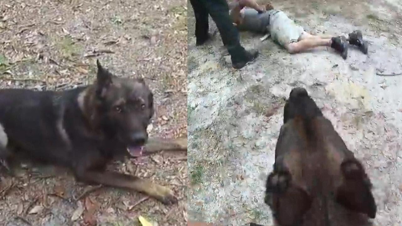 K9 Praised for Catching Suspect After Separating From Deputy YouTube
