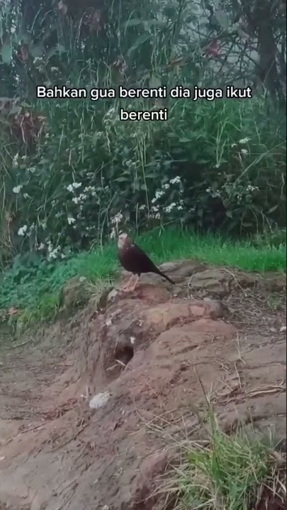 story wa pendaki ketemu burung penunjuk jalan di Gunung