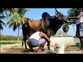 How pets are really cared in tamilnadu  jallikattu  cinibeats