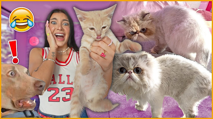 😻 La REACCIÓN de mis MASCOTAS al CONOCER a nuestro NUEVO GATITO 🐾 - Lulu99