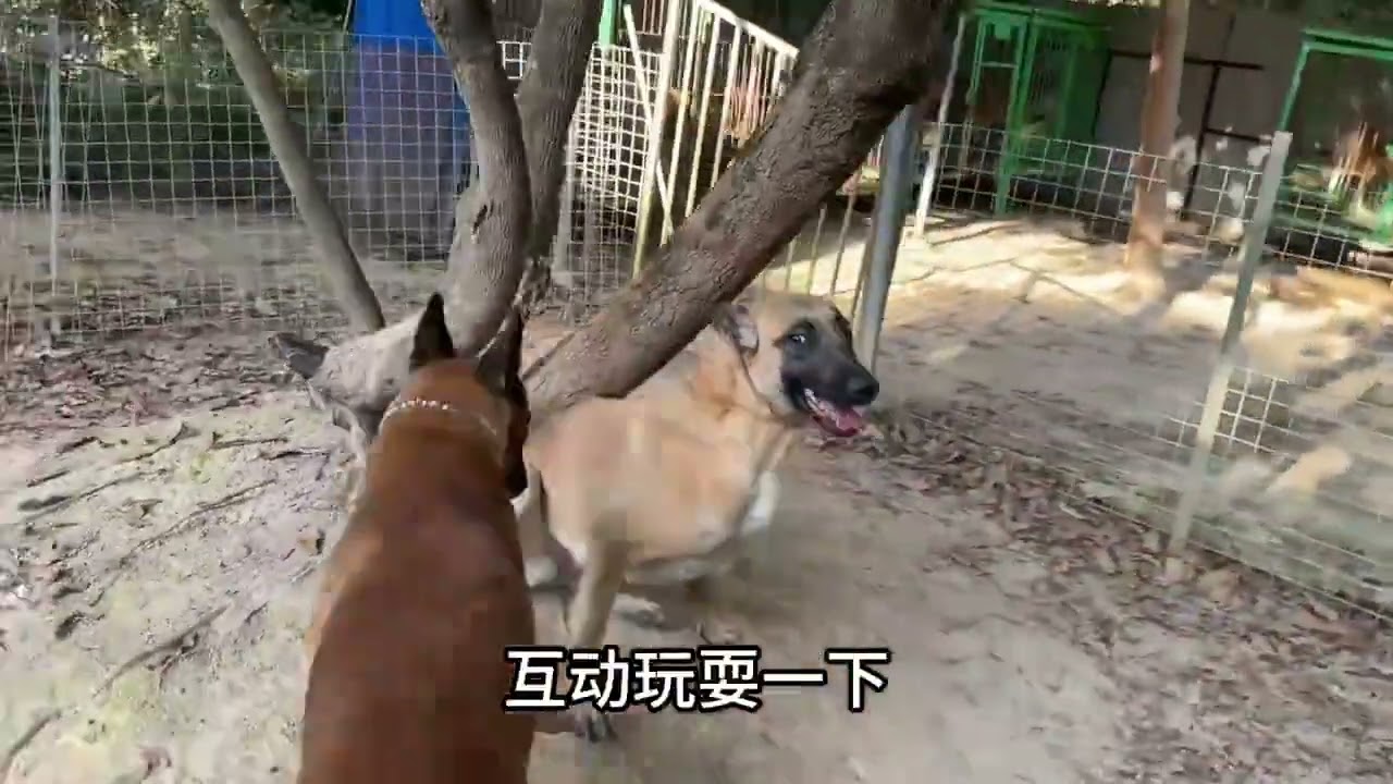 实拍马犬相亲，搭配自家种公猎豹，过程非常精彩刺激