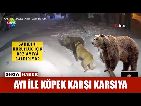 Video: Ayıların bığları varmı?