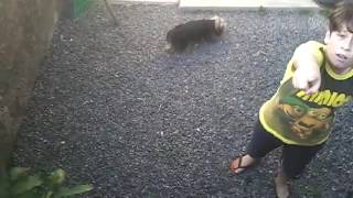 Joguei O Celular Do Meu Irmão Do Muro E Deu Ruim