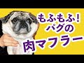 もふもふ！　パグの「肉マフラー」は超ゴージャス！〈動画でもお茶目っ子日記〉