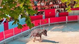 240714 Course Camarguaise Les Paluds De Noves