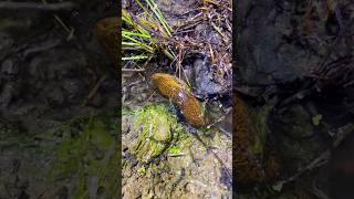 Mancing Belut Monster Penghuni Parit Belakang Rumah