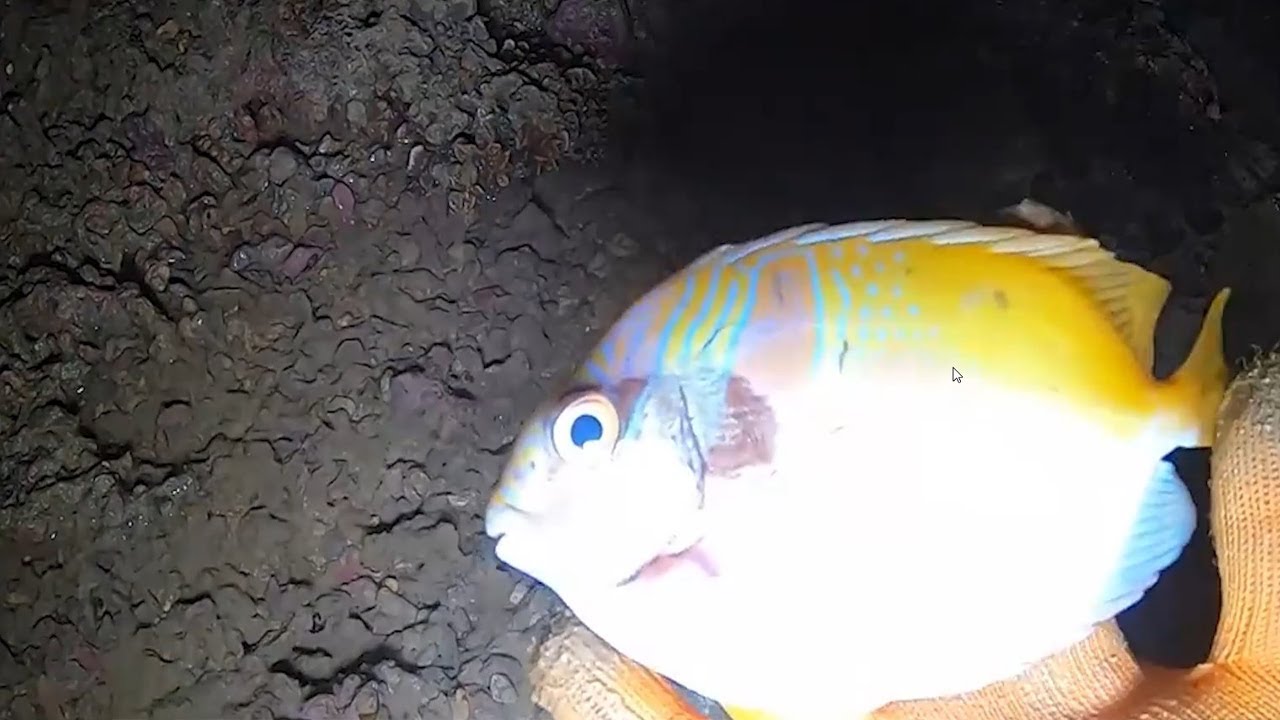 Caught a Two Pound Fish In The Sea And Found A Stranded Sea Monster In ...