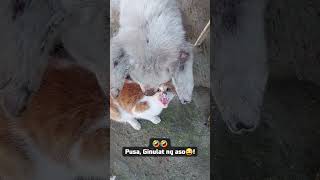 #nerbyos #pusa #aso #dog #cat #dogandcatfight