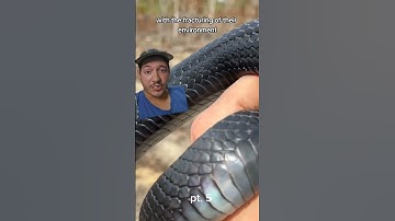 Gopher tortoises are being destroyed pt. 5