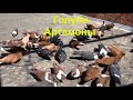 Голуби Артамоны(Захар Беркут) Pigeons of Artamon (Zakhar Berkut)