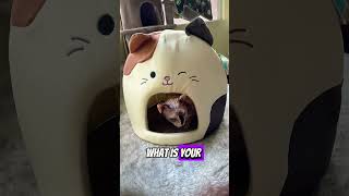 Rejected? A Cat's Purr-fect Lesson on Staying Confident!#rejection #cat #cute#subscribe