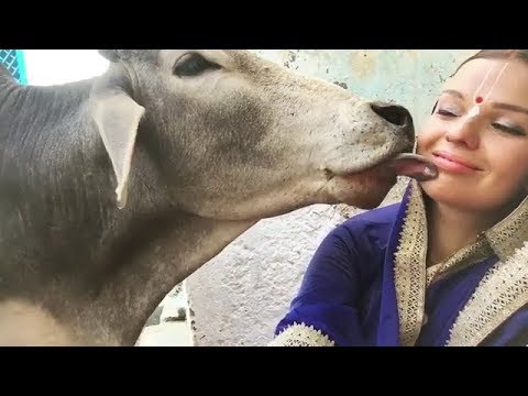 Cow licking English Woman Face - YouTube