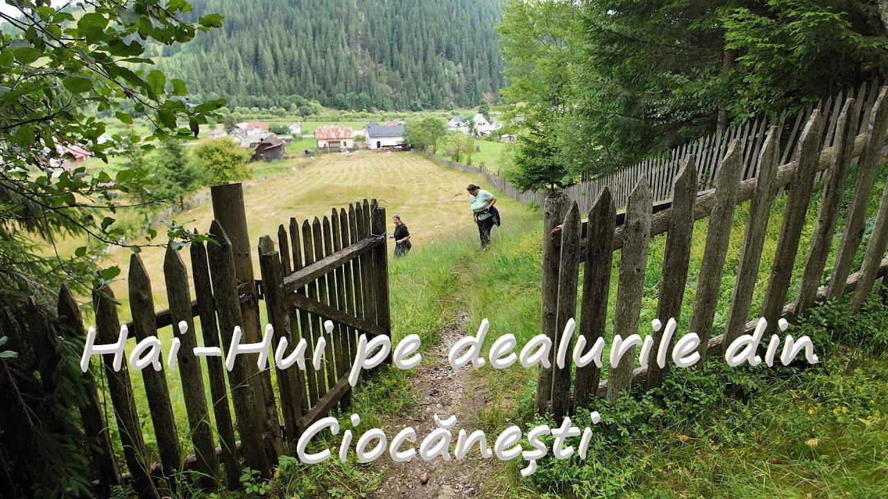 Hai-hui pe dealurile din Ciocănești – am găsit HRIBI 🍄🌲😊