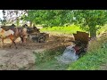 Traditional Irrigation Method of Canal Water Lifting with Bulls | Rehat Water Wheel Irrigation