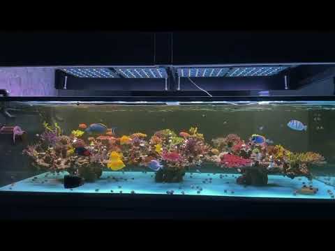 Video Royal Aqua
