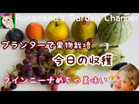 Container Fruit Gardening] First harvest of Kaori pears, Queen