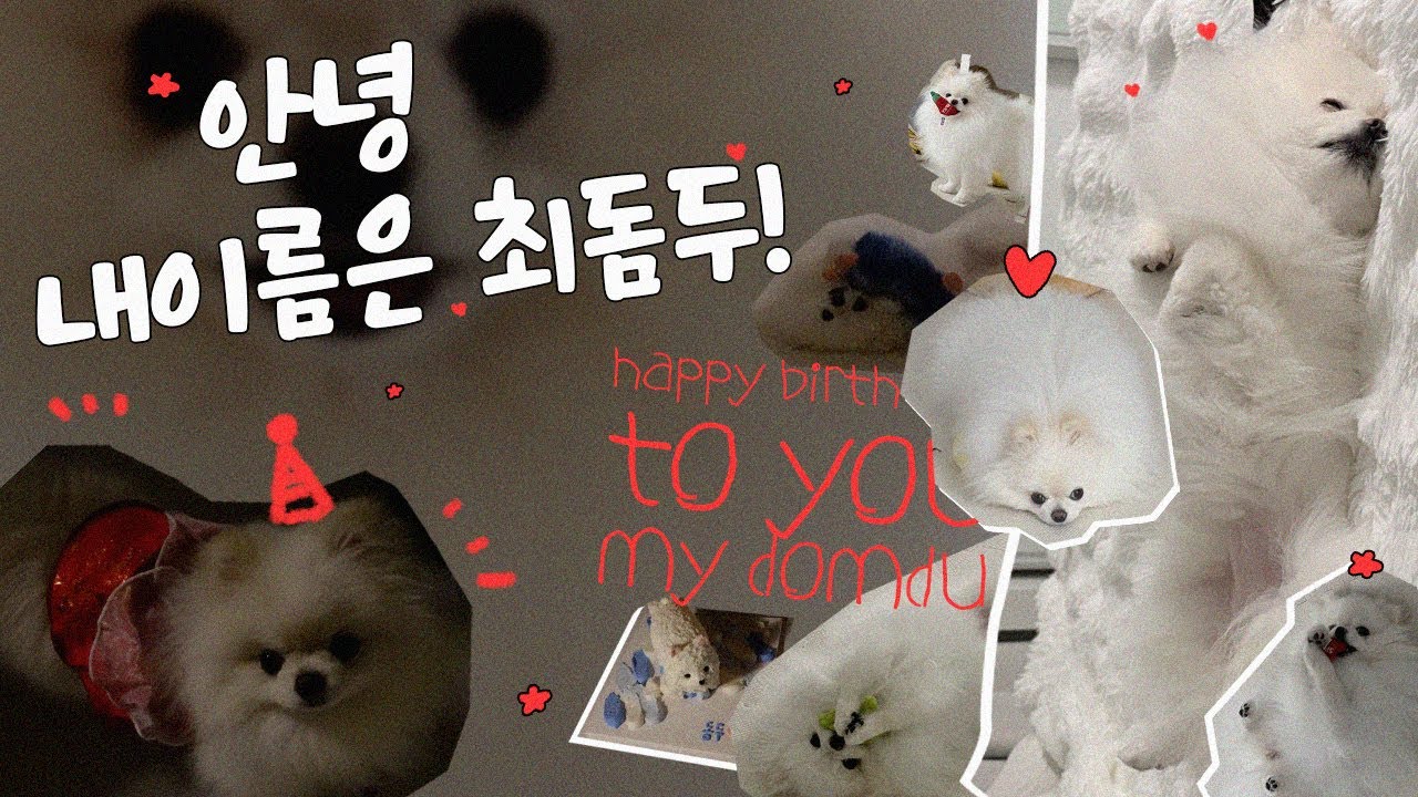 천재 강아디🐾 돔두를 소개합니다!🥰