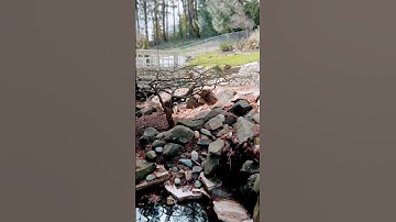 Angelic Japanese lace leaf maple pruned in Briar, WA