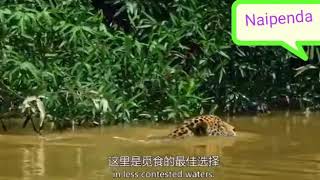 Huyu Ndio Mbabe Wa Mamba