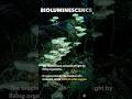 Bioluminescence - Nature’s Glow-in-the-Dark Superpower! #shorts