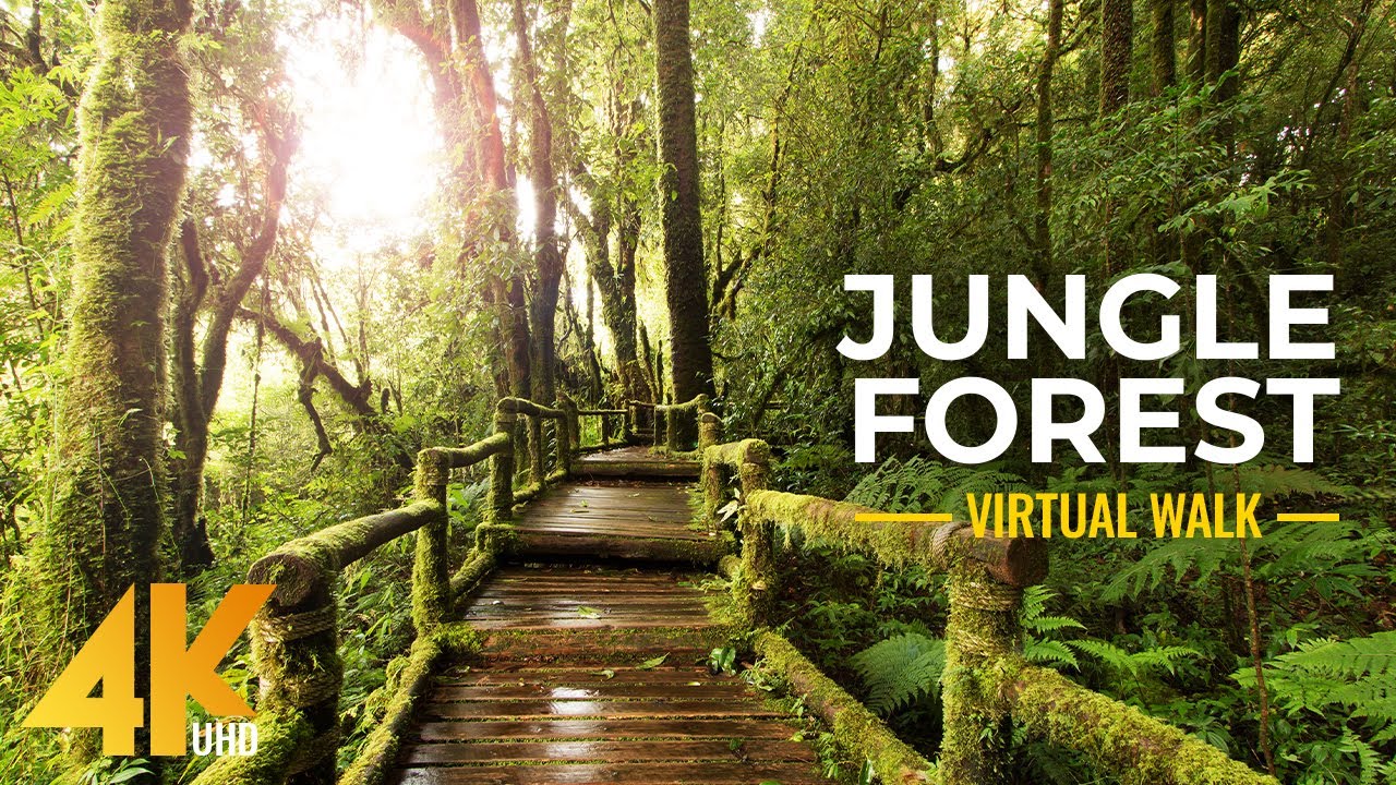 Jardin botanique dHawa   Promenade virtuelle cinmatographique dans la fort de la jungle