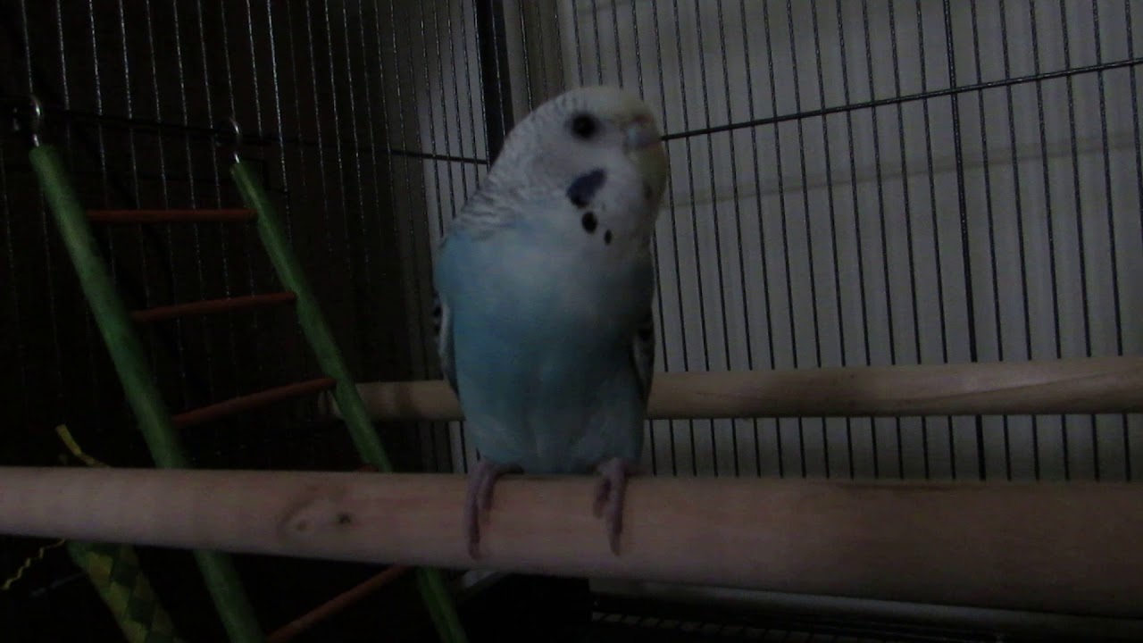 Budgie Breathing 2 YouTube