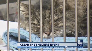 Henderson 'Clear the Shelters' event helps over 150 pets find Fur-Ever homes