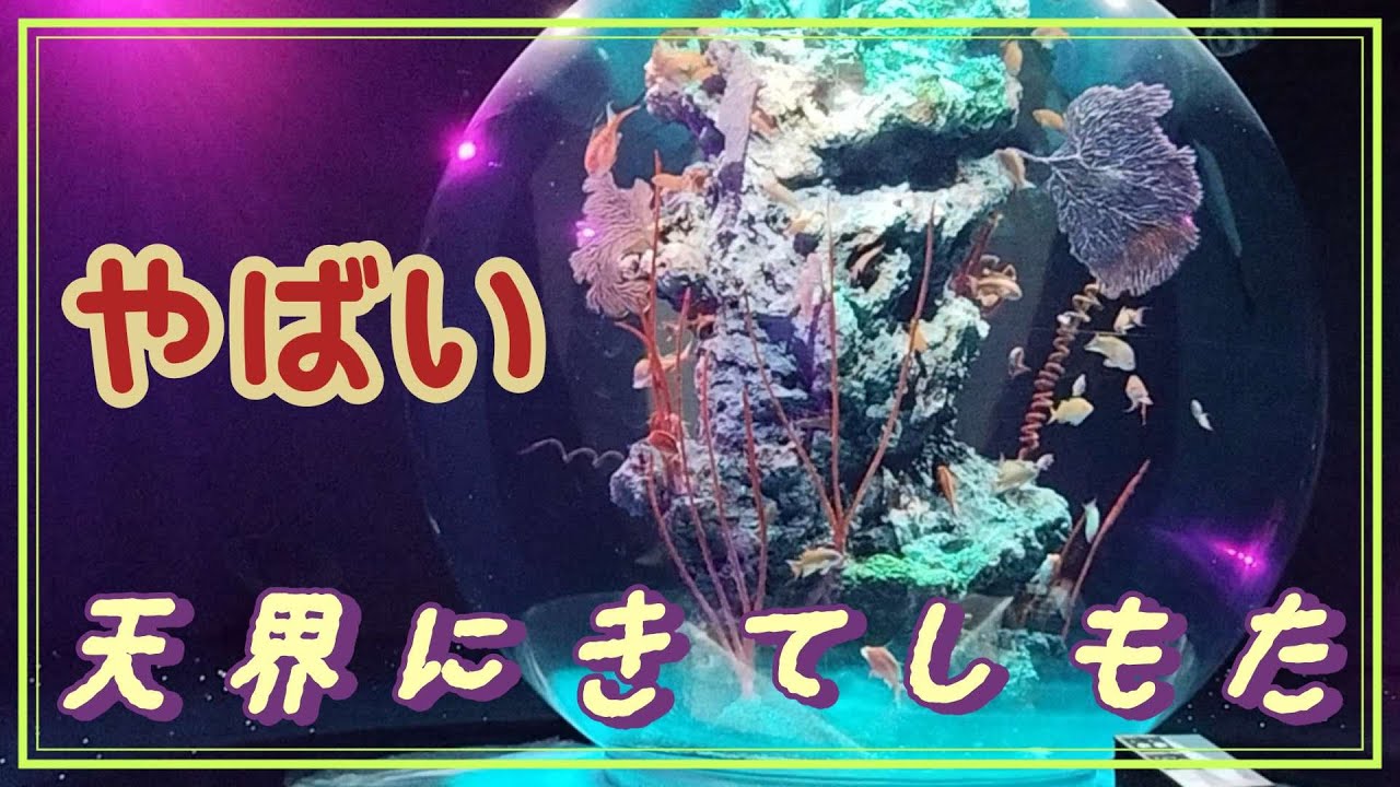 [Модное путешествие по Японии] Представляем Атоа, аквариум в городе Кобе, префектура Хёго.