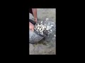 COLAJ VIDEO - Actiune populare CRAP (Cyprinus carpio) 17.09.2019