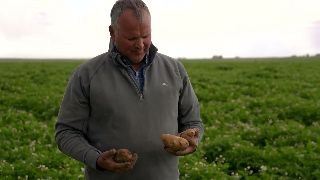 Исследования картофеля: как сделать картофель лучше