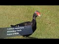 PATO CRIOLLO (Muscovy Duck, Cairina moschata) Especie INTRODUCIDA