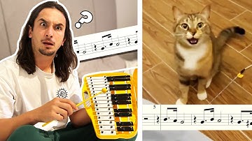 The Kiffness - Xylophone Cat (Singing Cat Collab)