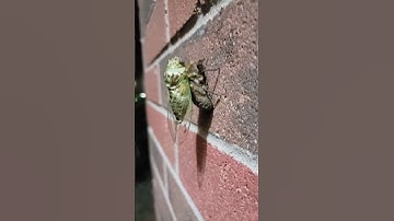 Cicada shedding it