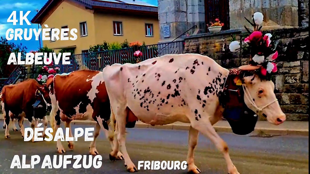Désalpe Gruyères, Albeuve🇨🇭30 septembre 2023 Alp-Auffahrt Fribourg🐄Famille, ranz des vaches
