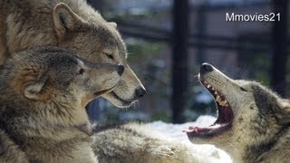 シンリンオオカミたちの幸せなまどろみ~Wolf Pack