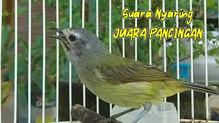 Suara burung opior jawa gacor dan nyaring juara pancingan burung opior