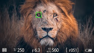 WILDLIFE PHOTOGRAPHY Techniques I Use For PRO RESULTS