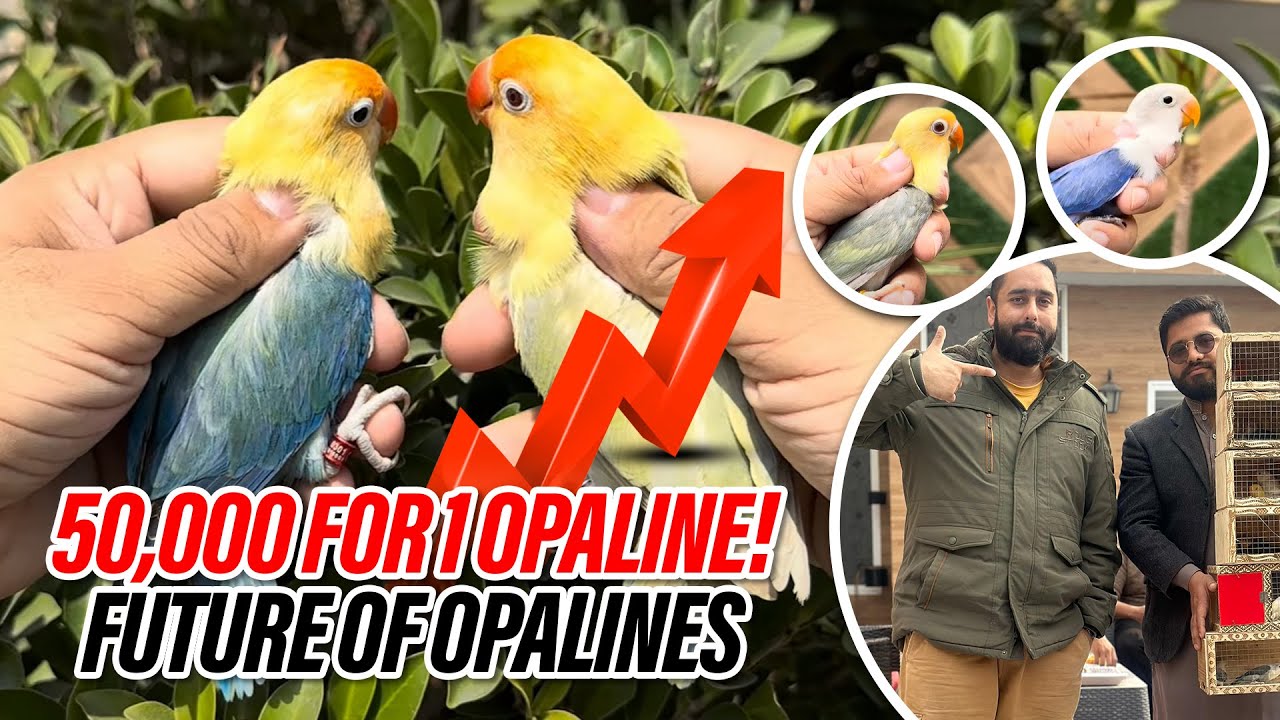 50,000 For 1 Opaline! Future Of Opalines