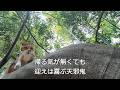 裏山まで父が迎えに来てくれて子供の様に喜ぶ娘猫