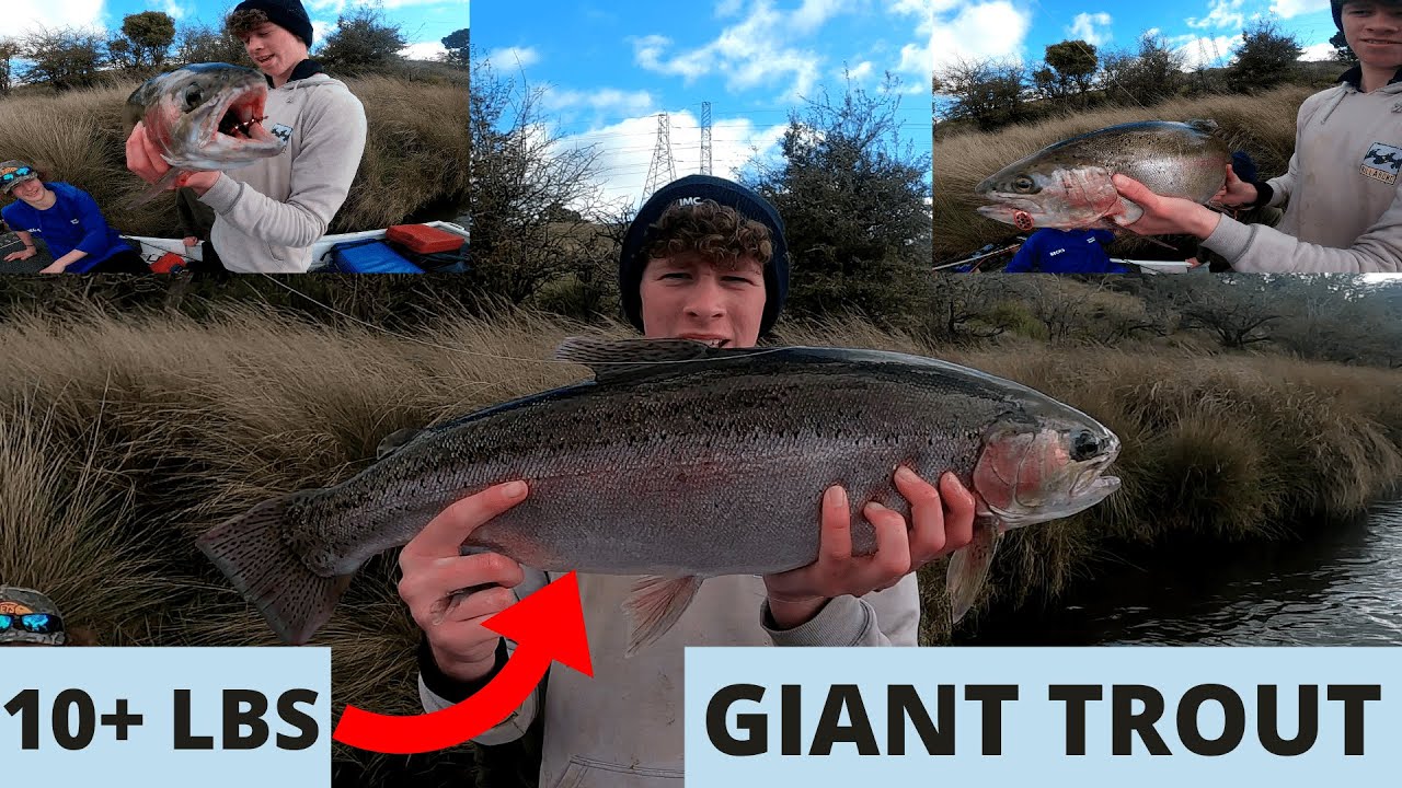 HUGE TROUT! Trout Fishing Tasmania YouTube