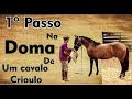 1º PASSO NA DOMA DE UM CAVALO CRIOULO!