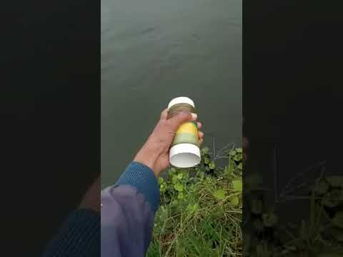 Ikan patin waduk wadaslintang