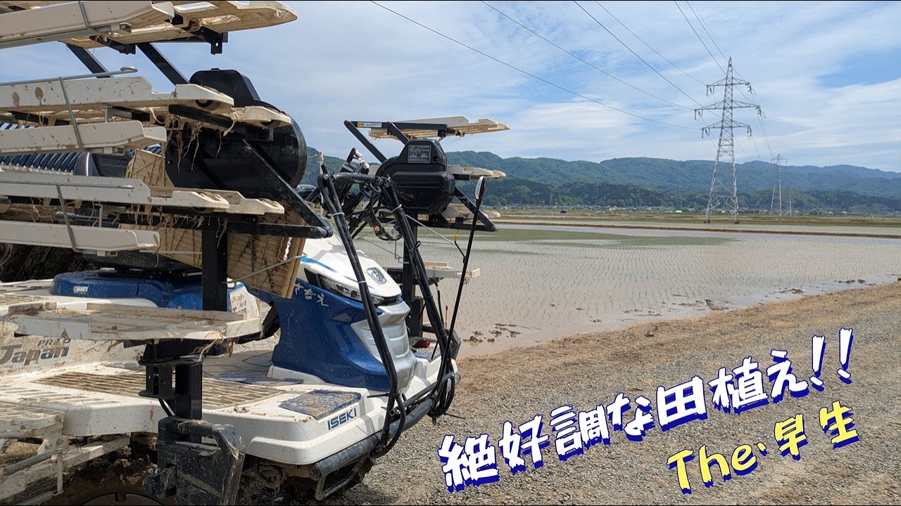 Rice planting is complete in 14 hectares of early-maturing