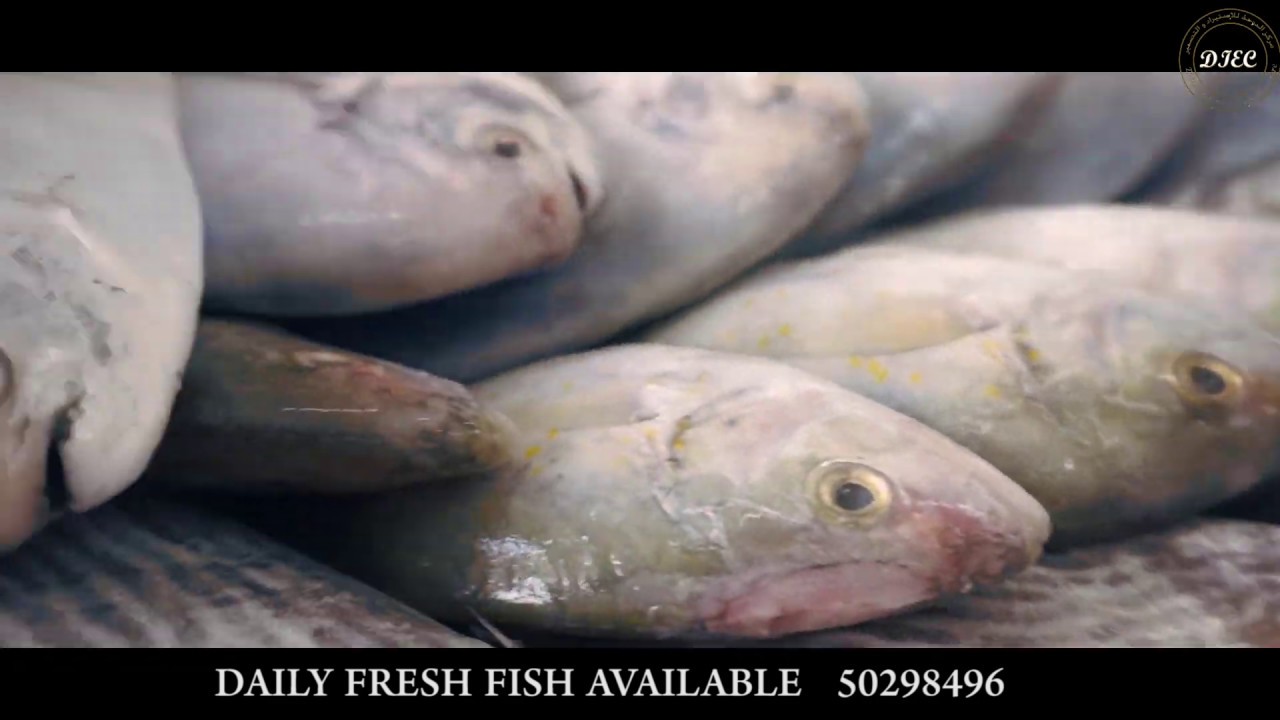 Fish Market Doha Qatar YouTube